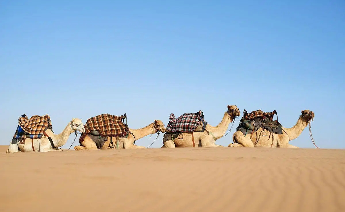 沙漠黃金之謎：為什么駱駝奶正成為健康生活的新寵？