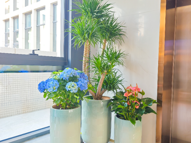 廣西門店綠植多少錢 廣州麗芳園林生態(tài)科技股份供應(yīng)