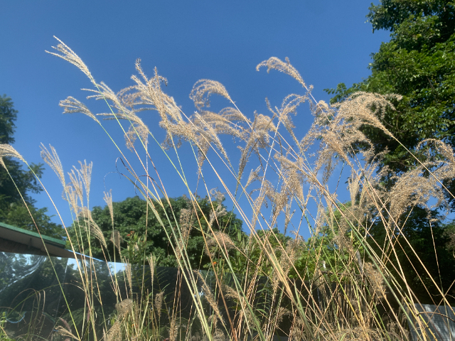 佛山小区景观工程改造,工程