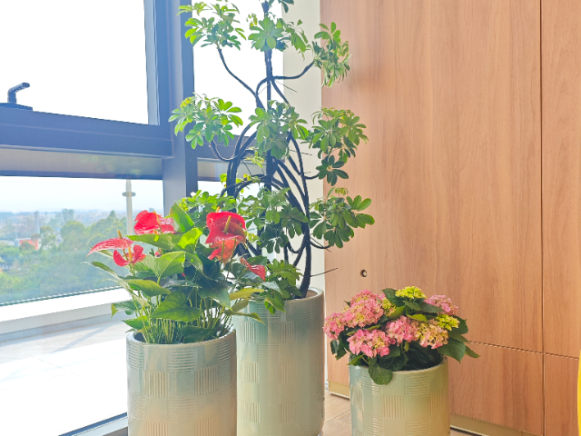 湖南銀行綠植服務,綠植