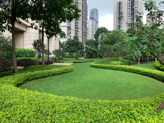 上海綠植養(yǎng)護,養(yǎng)護