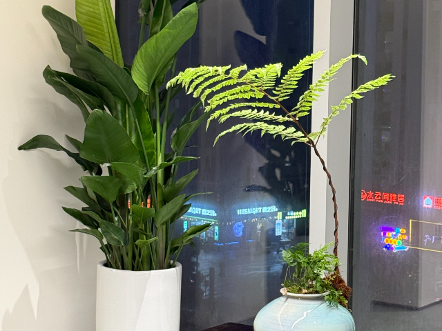 惠州餐廳綠植美陳