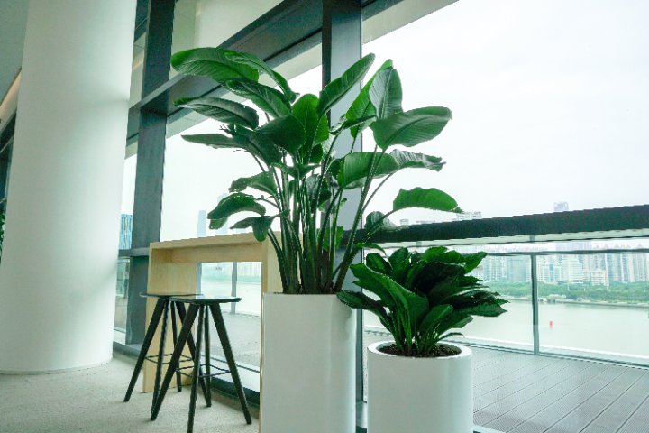 廣東活動綠植設計