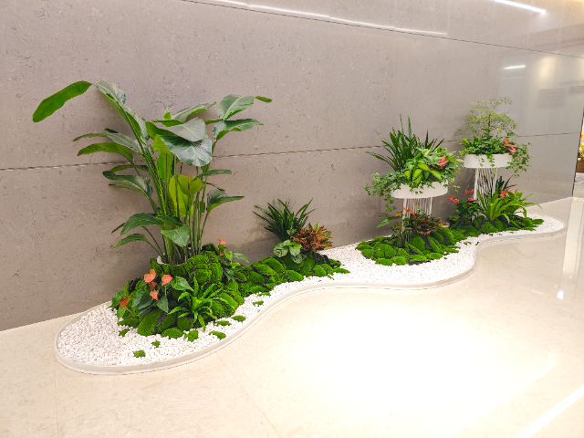 清遠銀行綠植出租,綠植