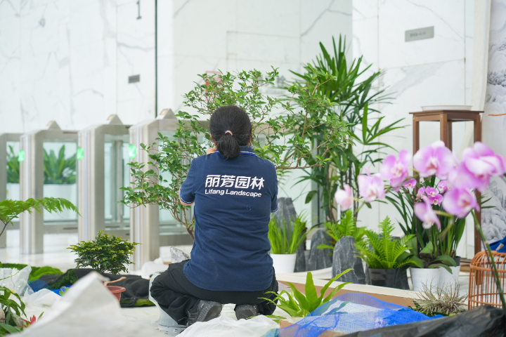 湖南商鋪綠植服務(wù),綠植