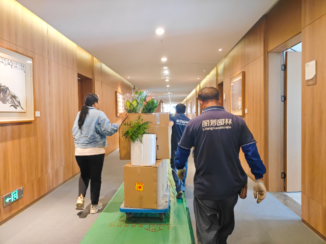 湖北餐廳綠植供應(yīng)商,綠植