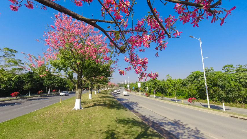 湖南花境養(yǎng)護(hù)服務(wù),養(yǎng)護(hù)