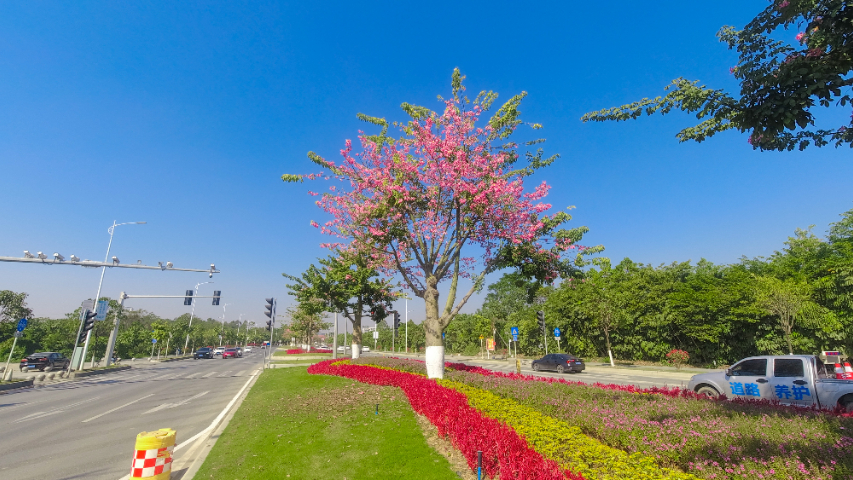 上海社區(qū)園林養(yǎng)護(hù)哪家好 廣州麗芳園林生態(tài)科技股份供應(yīng)