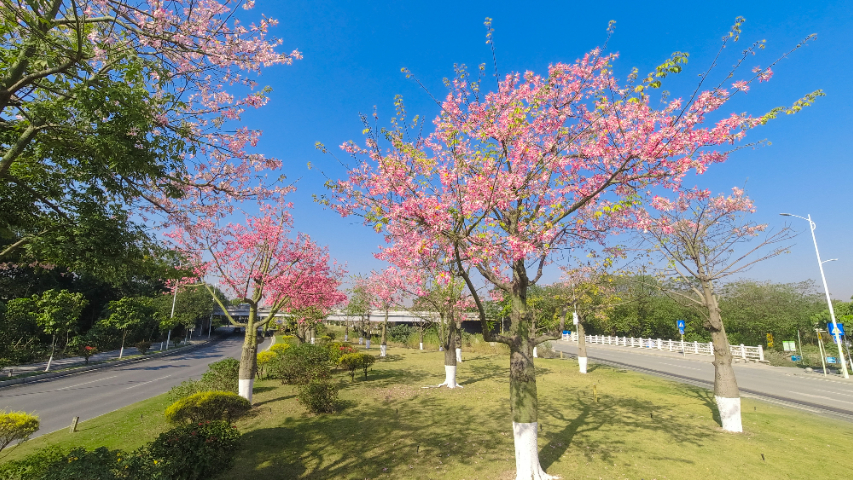 湖北学校园林养护服务 广州丽芳园林生态科技股份供应