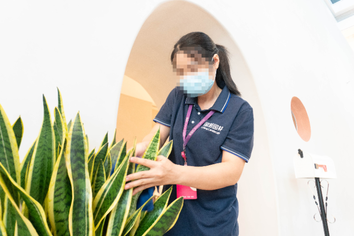 惠州綠植租擺,綠植