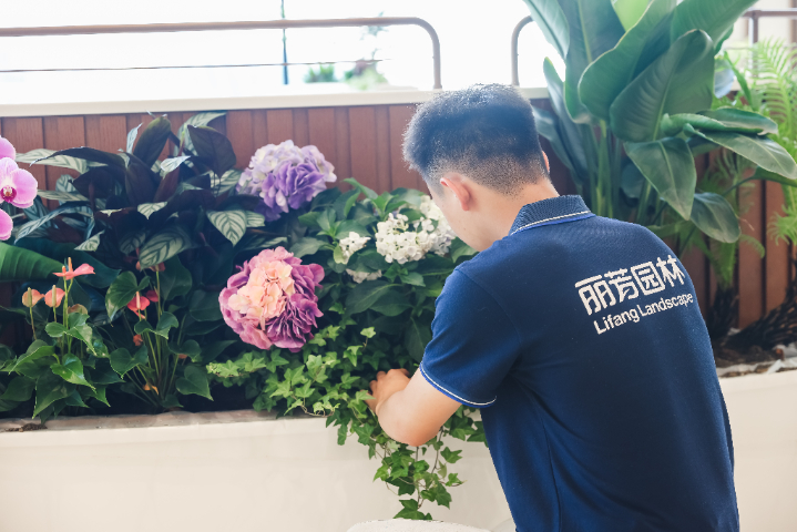 珠海银行绿植摆放,绿植