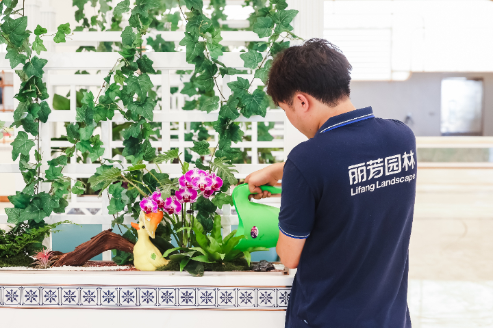 南寧慶典綠植擺放,綠植
