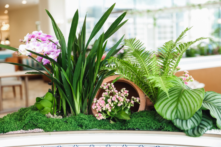 廣州餐廳綠植供應(yīng)商,綠植