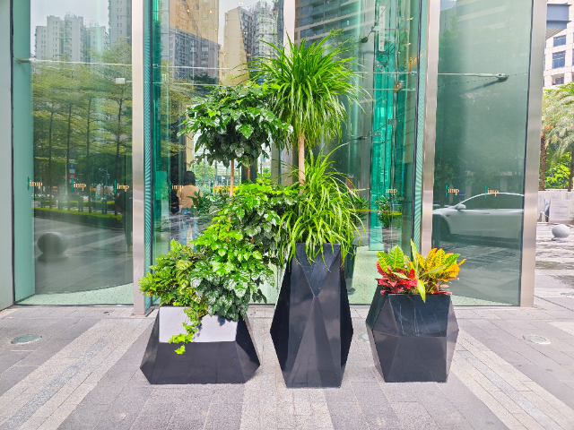 惠州銀行綠植供應(yīng)商,綠植