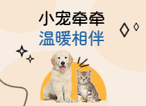 小宠牵牵温暖相伴