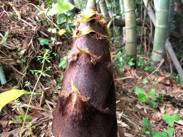 廣西綠色原味酸筍腌菜 誠(chéng)信服務(wù) 柳鄉(xiāng)誼種植專業(yè)合作社供應(yīng)