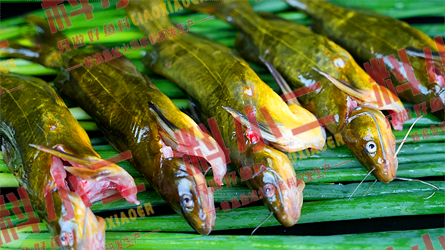地攤麻辣美蛙魚火鍋底料大包裝,麻辣美蛙魚火鍋底料