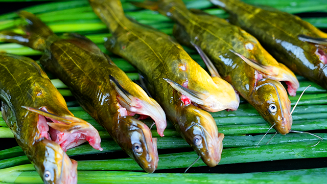 成都餐飲魚(yú)火鍋底料供應(yīng)商 四川料小二食品供應(yīng)