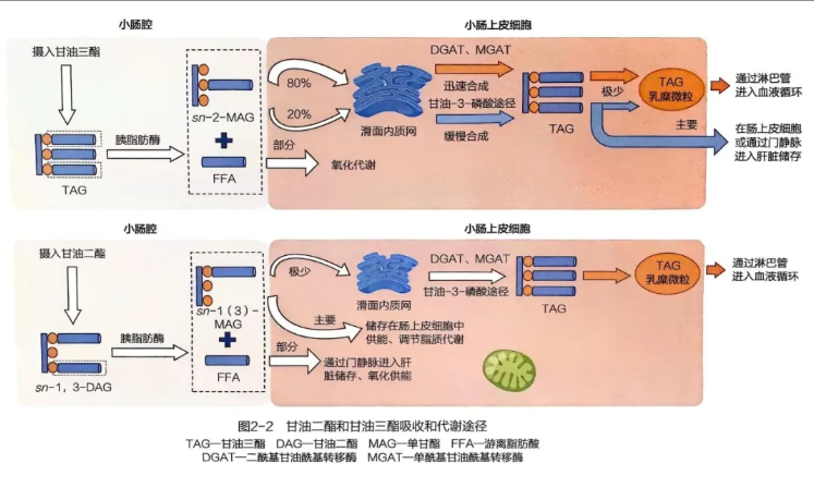 河北研發(fā)甘油二酯共同合作,甘油二酯