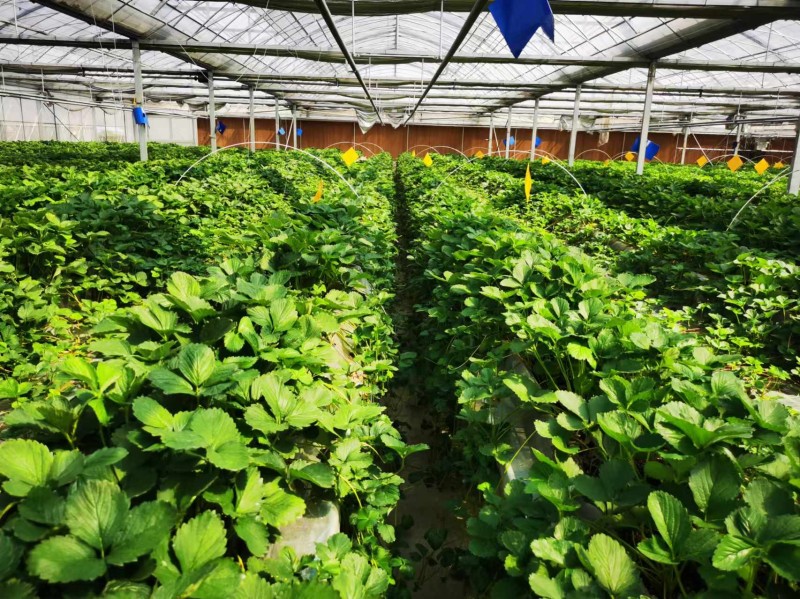 如何挑選優良脫毒草莓生產苗