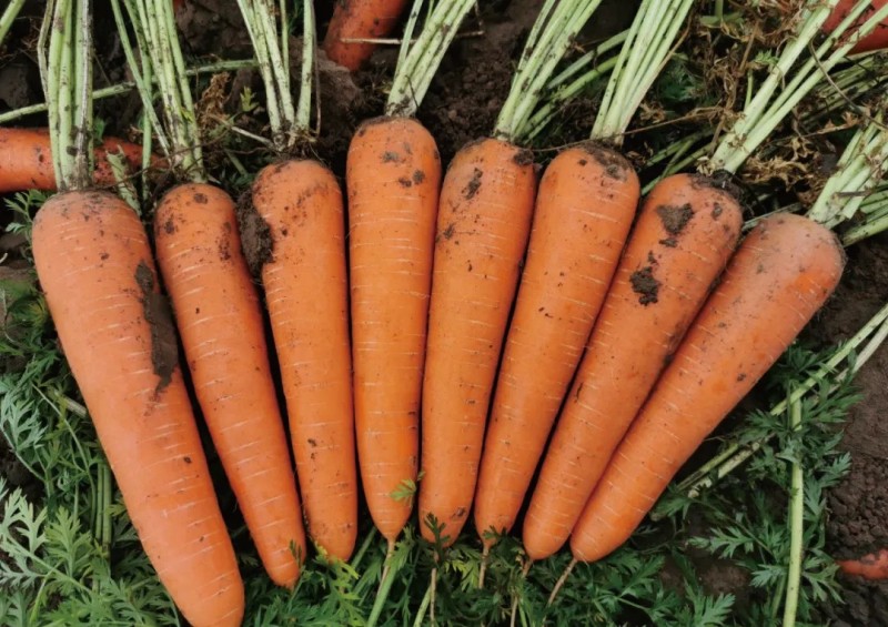 如何實現春季胡蘿卜高產？這些技術要知道！