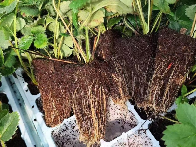 草莓設施化栽培技術