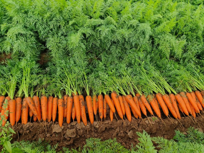 秋季胡蘿卜這樣種