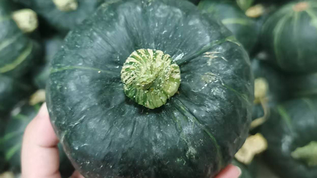 山东品牌贝贝南瓜经销商,贝贝南瓜