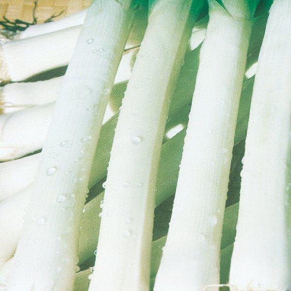 萬達(dá)二號(hào)