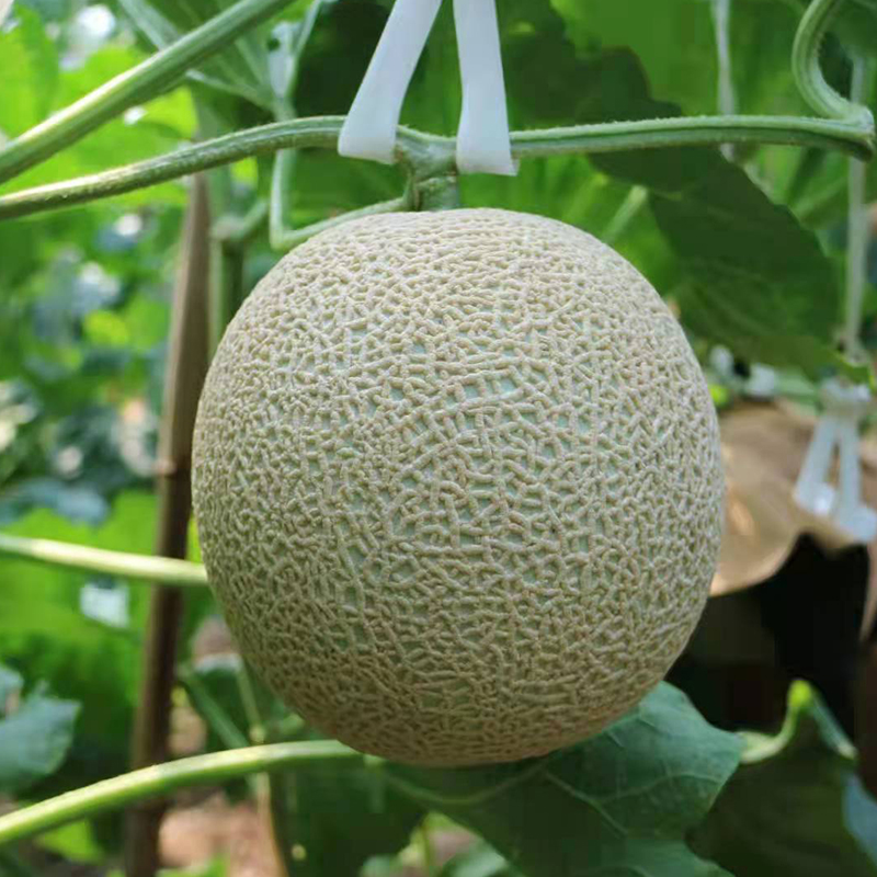 柏格