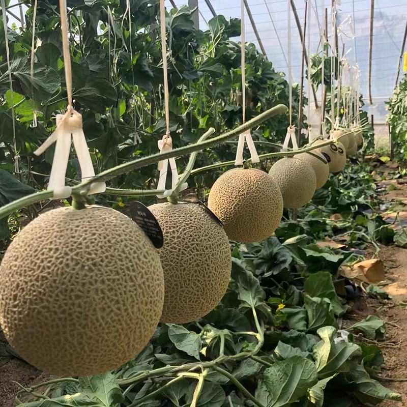 柏格