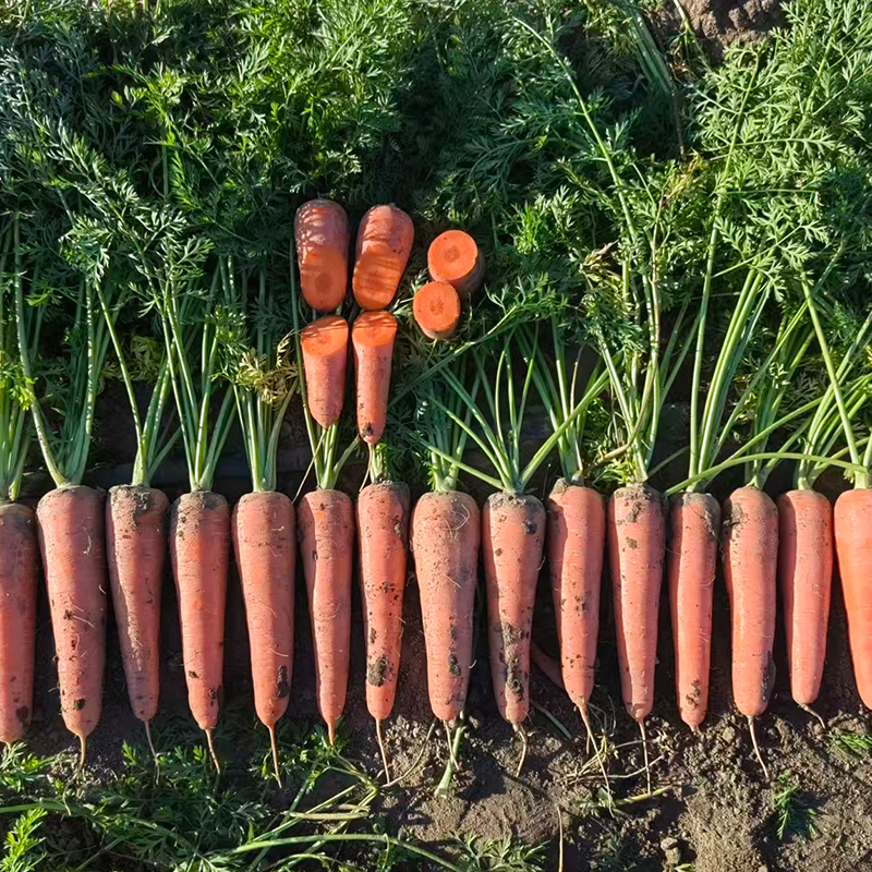 風(fēng)里雨里，還是選擇你——胡蘿卜新品種 ‘麗金宏’