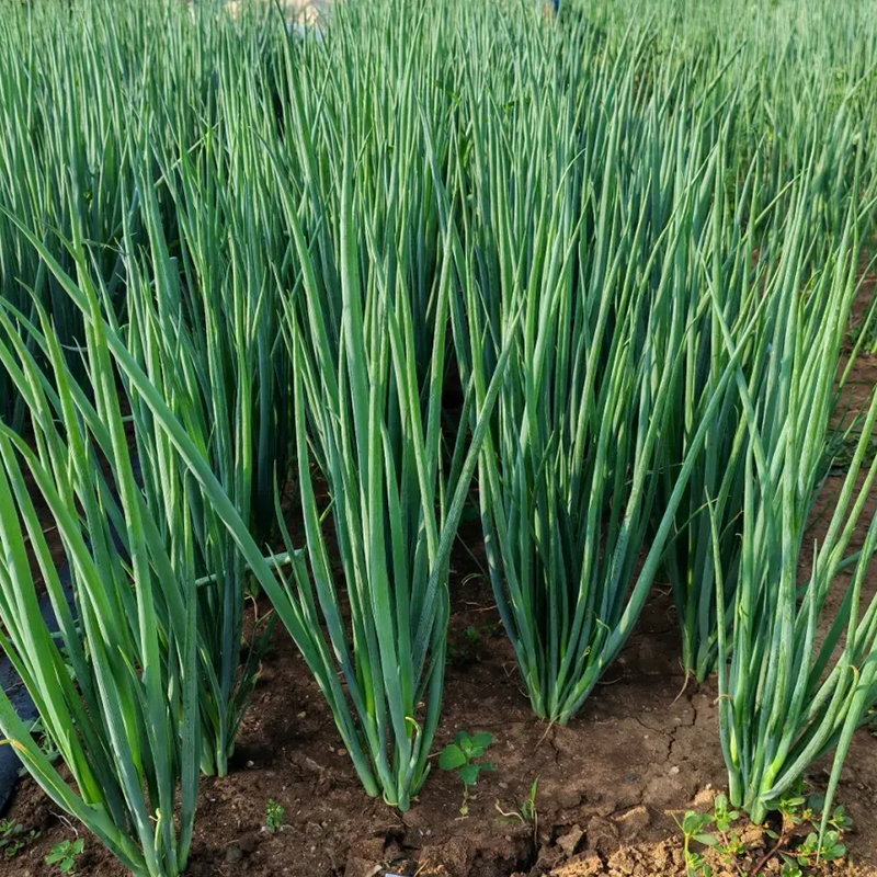 ‘萬青’細香蔥品種在多地表現突出