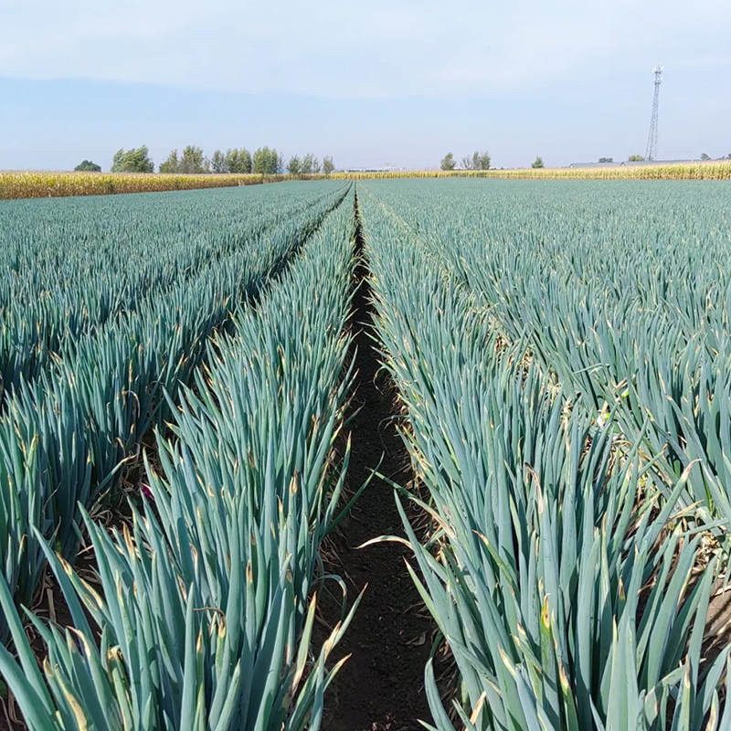 惠和‘榮耀’大蔥：成就種植價(jià)值的典范