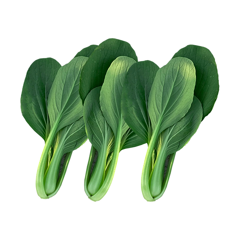 速生雞毛菜二號