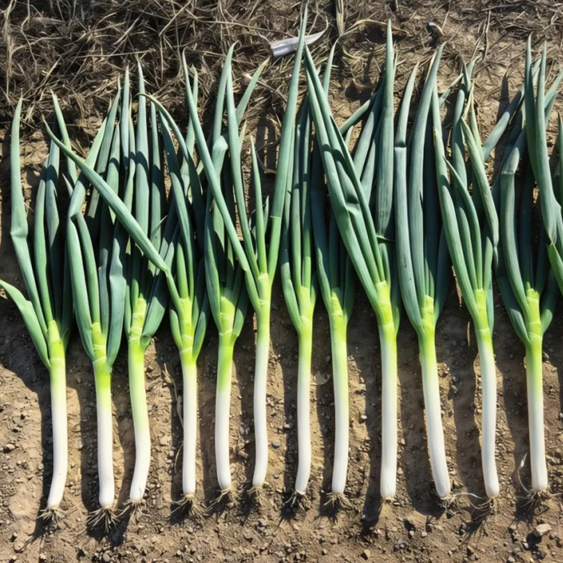 ‘卡宴’大蔥在山東表現優異