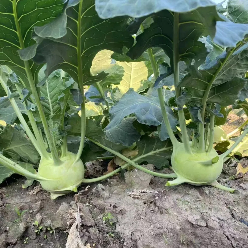 滬上餐桌添新味——‘滬苤一號’