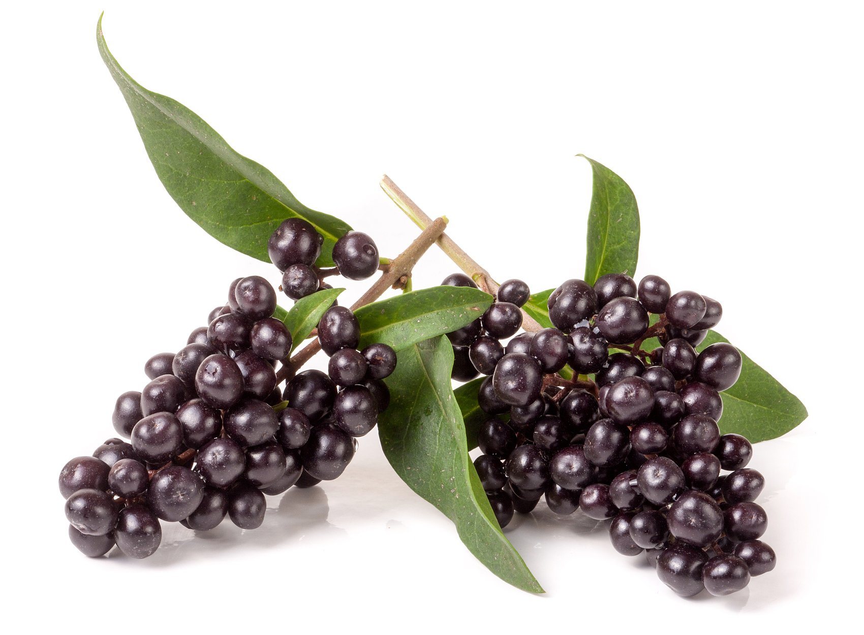 Professional Supplier of Glossy Privet Powder Extract-Nutra Green