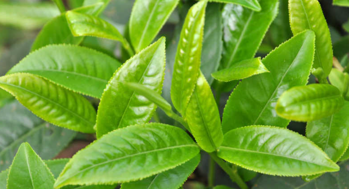 四川植物硝態(tài)氮檢測(cè) 歡迎來(lái)電 南京易知源檢測(cè)技術(shù)供應(yīng)