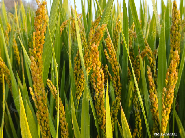 浙江第三方植物黃酮檢測 真誠推薦 南京易知源檢測技術(shù)供應(yīng)