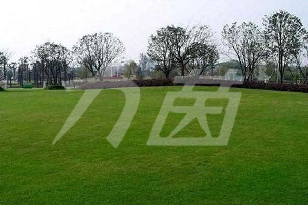 景觀草