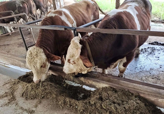 江蘇專業(yè)牛飼料 成都英美爾農(nóng)牧科技供應(yīng);