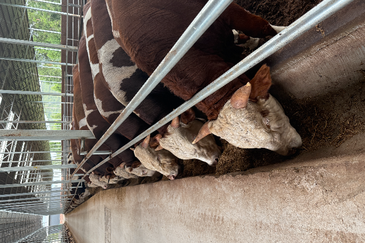 陕西品牌牛饲料价格,牛饲料