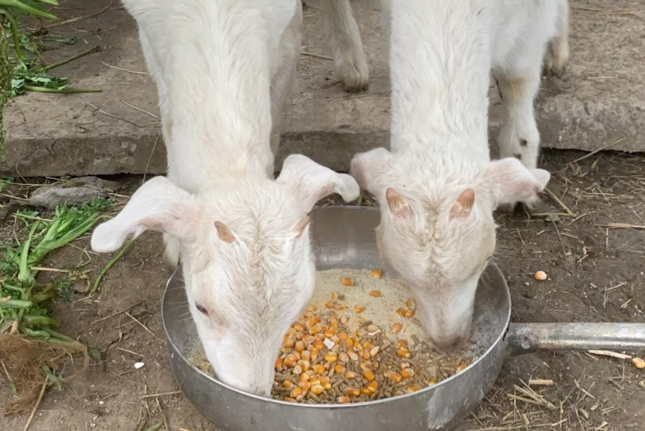 江苏催肥长肉羊饲料牌子