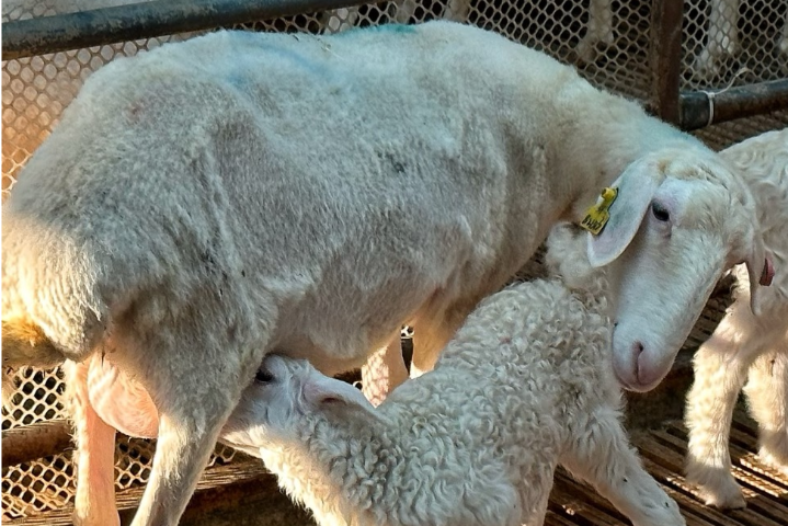 浙江专业羊饲料公司,羊饲料
