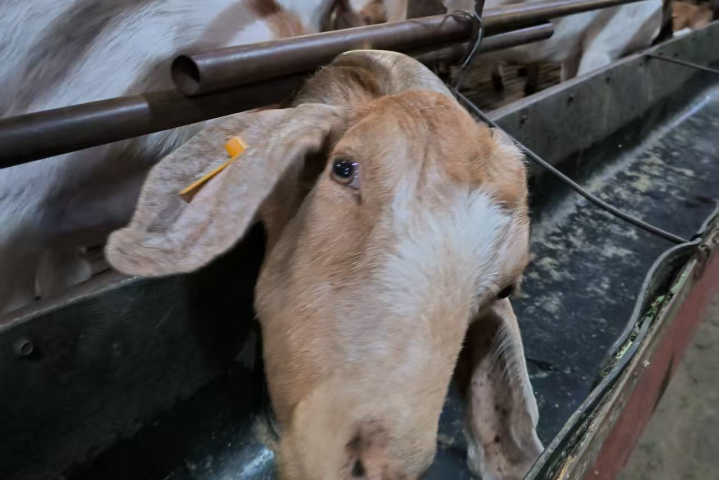 云南繁殖羊飼料配比 成都英美爾農牧科技供應