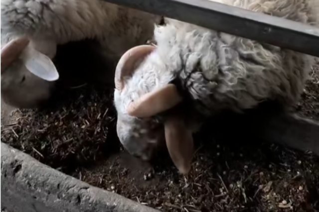 西藏拉骨架羊飼料品牌,羊飼料