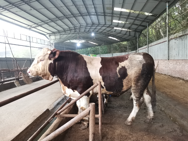 安徽犢牛牛飼料哪家比較好 成都英美爾農牧科技供應