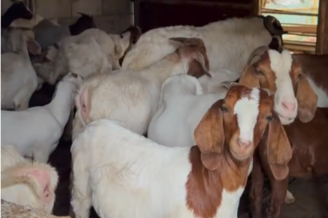 安徽省英美尔羊饲料哪家比较好,羊饲料