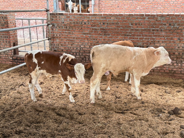 江西品牌牛預(yù)混料參考價(jià)格 成都英美爾農(nóng)牧科技供應(yīng)